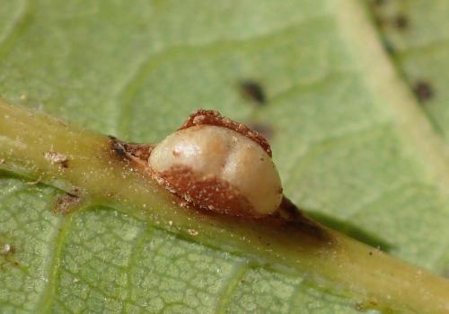 Neuroterus anthracinus
